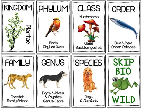 Classification Hierarchy Skip Bio Card Game Biology Classroom Life