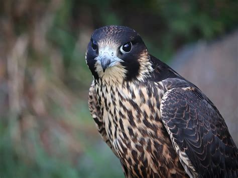 Peregrine Falcon Nesting A Complete Guide Birdfact