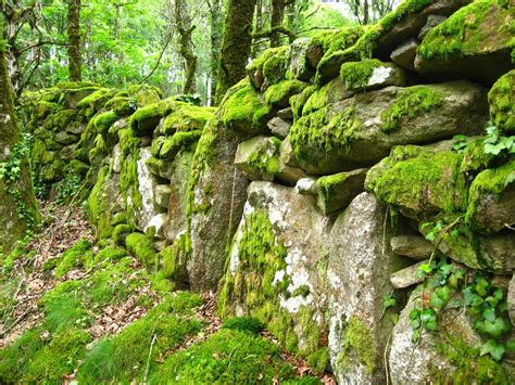 Mossy Stone Wall There Must Be Thousands Of Kilometres Of Flickr