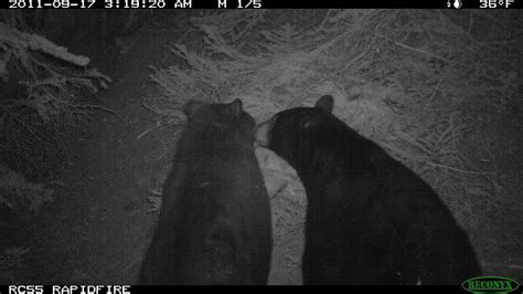 Black Bears Manastash Two Black Bears Caught On Camer Flickr