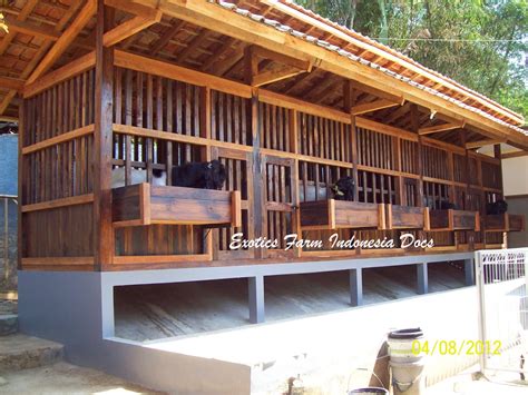 Kambing etawa jantan dapat mencium bau kambing etawa betina yang birahi. JENIS - JENIS RUMAH