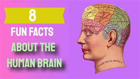8 Fun Facts About The Human Brain Youtube
