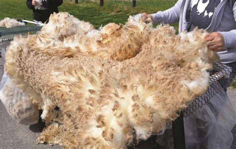 Storing And Processing Wool Mother Earth News