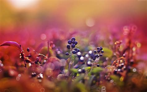 Selective Focus Photography Of Purple Fruits Hd Wallpaper Wallpaper Flare