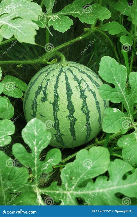 Green Watermelon In A Field Stock Photo Image Of Tasty Melons 14963152