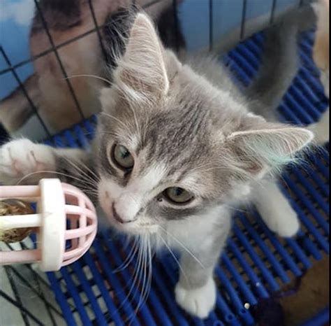 You could meet your new best friend at one of our pet adoption centers! kitten-adoption - Yarraville Veterinary Clinic