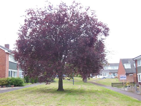 Purple Beech Trees Tree Nursery Uk Fast Uk Delivery