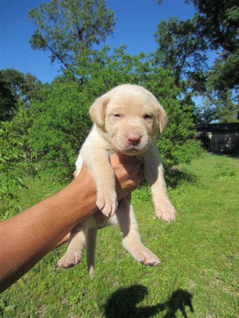 We do not have any available puppies at this. Champagne Labrador Puppies for Sale, Our Lyrical Labs ...