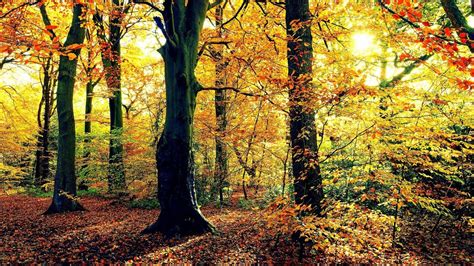 Nature Landscapes Trees Forests Leaves Trunk Bark Autumn Fall Seasons