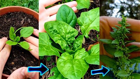 ¿cómo sembrar plantas suculentas con semillas? Como sembrar espinacas en maceta ⇨ Huerta Forestal