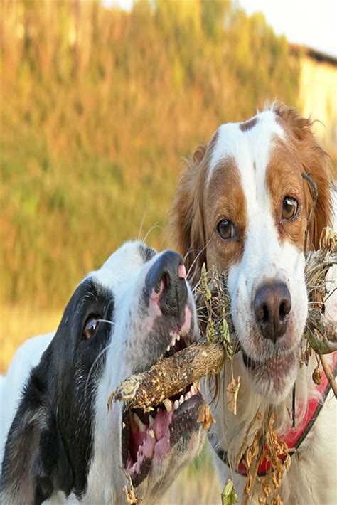 How much food should a Brittany spaniel eat? in 2020 ...