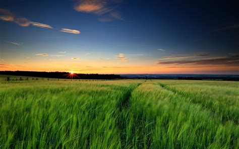 Wallpaper Nature Landscape Green Grass Wheat Fields Sunset Evening Sky 1920x1200 Hd Picture