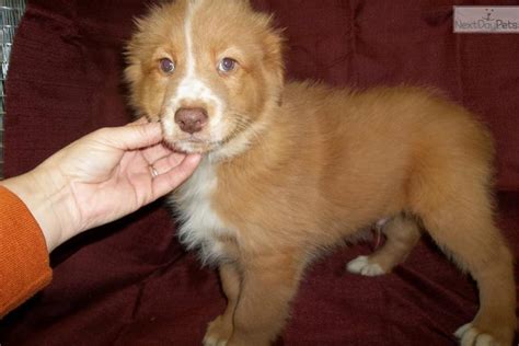 Meet Mello Yellow A Cute Australian Shepherd Puppy For Sale For 500