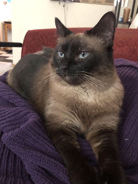 My 18 1/2 year old male siamese cat lovey had kidney failure. Chocolate Point Siamese Cat 101 in 2020 | Siamese cats ...