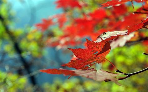 Download Wallpaper 2560x1600 Leaves Autumn Maple Dry Hd Background