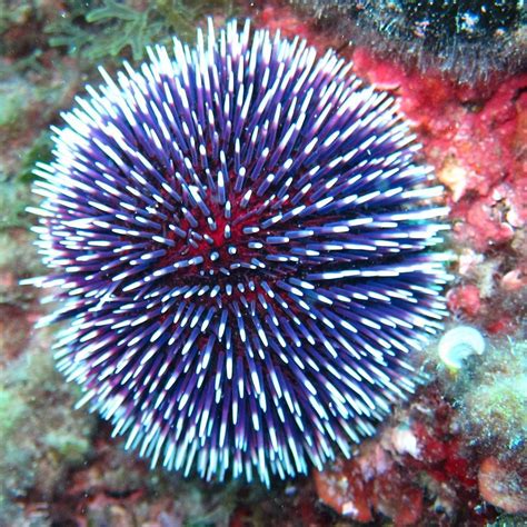 This Sea Urchin Is Looking Fierce In Greek Waters Sea Urchins Are