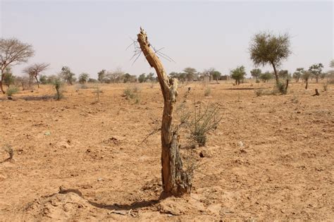 Burkina Faso A Public Private Partnership To Fight Desertification And