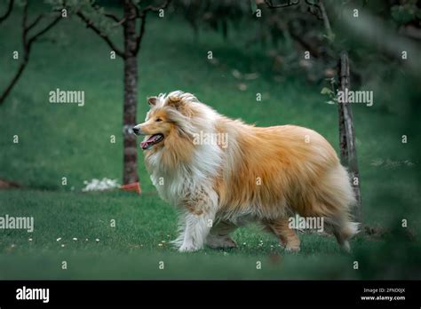 Photos Of A Lassie In Nature Stock Photo Alamy