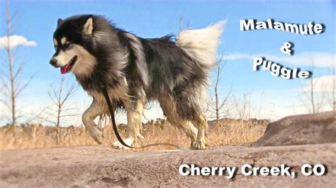 Puppies unleashed hearne, texas labrador retriever contact: Alaskan Malamute & Puggle Play on Cherry Creek Trail River in Colorado Dogs River Play Water Fun ...