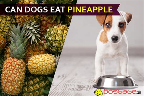 Dogs can safely eat pineapples, but only in moderation. Can Dogs Eat Pineapple? Learn How To Feed Pineapple To Them