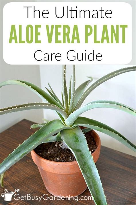 How To Take Care Of Aloe Vera Plant Indoor Plantă Blog