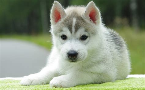 48+ Cute Puppies Wallpapers for Desktop on WallpaperSafari Page 2 for puppy wallpapers in ultra hd or 4k.