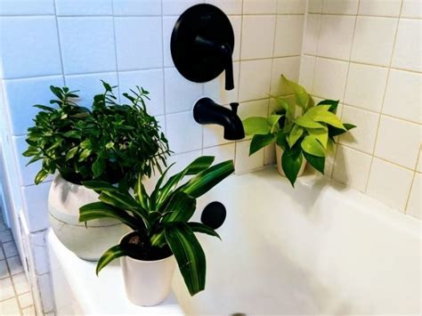 9 Best Plants For Windowless Bathroom How To Grow