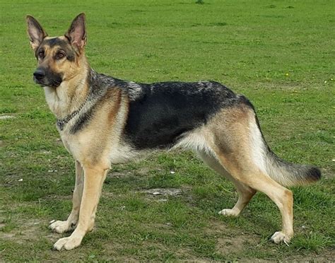 Short Haired German Shepherd 7 Things You Wish To Know Pet Care Stores