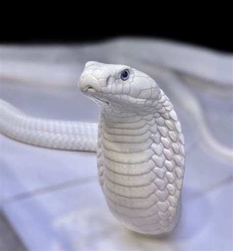 The Stunning Leucistic King Cobra At New England Reptile Cute Snake