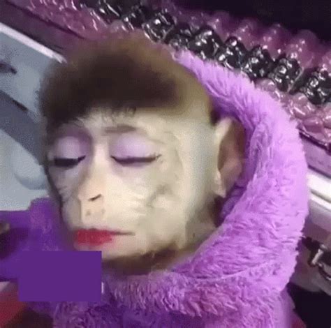 Tap to play or pause gif giphy.com. Monkey Beauty GIF - Monkey Beauty FunnyAnimals - Discover ...