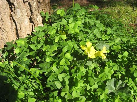 Quali sono le piante velenose per i cani e i gatti? Scheda botanica di Acetosella gialla (Oxalis pes-caprae L ...
