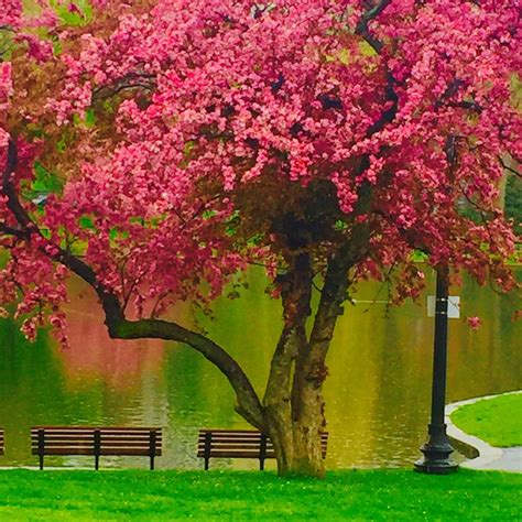 April Rain Brings May Flowers Spring Scenery Beautiful Nature