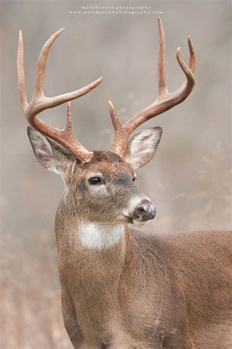Professional Whitetail Deer Photography Matt Hansen