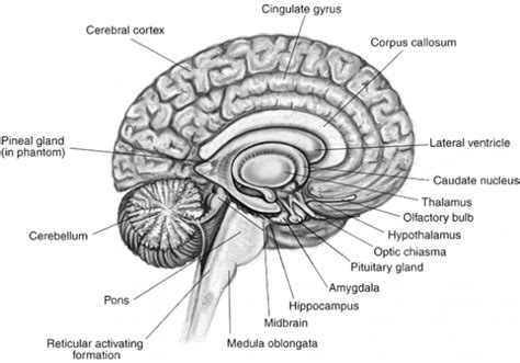 The spinal cord which controls over 10 billion nerve cells is less than two feet in length and its diameter is. Medulla Oblongata - Ascension Glossary | Brain parts and ...