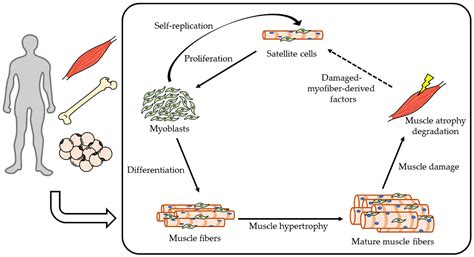 Ijms Free Full Text Natural Compounds Attenuate Denervation Induced