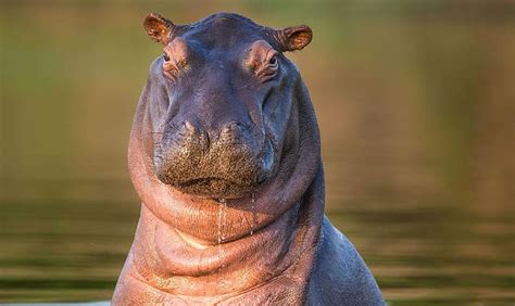 Hippo Freshwater Animals Animals Mammals Zoology Hd Wallpaper Peakpx