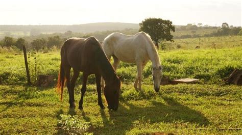 Planta Cara De Caballo