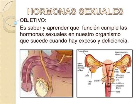Hormonas Sexuales