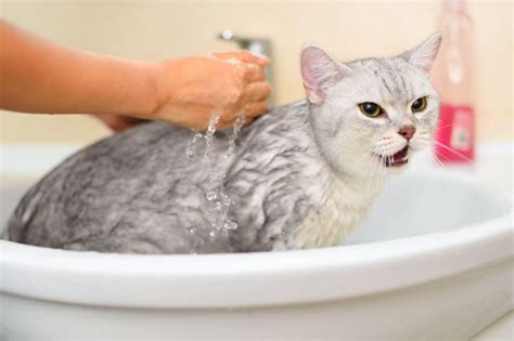 How To Bathe A Cat In 8 Easy Steps Petplan Laver Son Chat Bain De