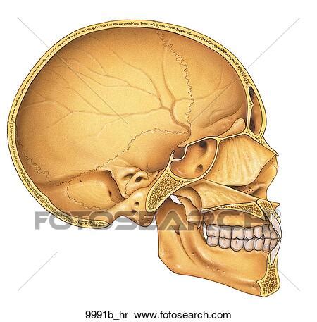 Stock Illustration of Skull Sagittal Section Unlabeled 9991b_hr