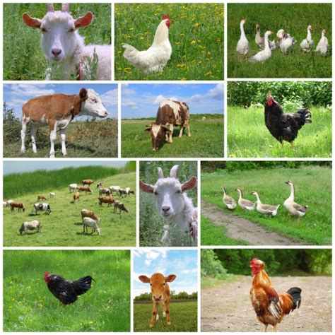 Pictures Animals And Birds Farm Animals And Birds Collage — Stock