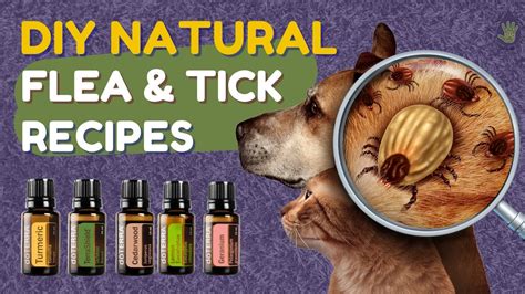 Diy Essential Oil Flea And Tick Spray Shampoo And Powder Youtube