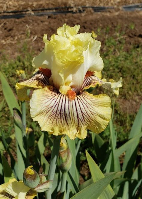 Fresh And Exciting Superstition Iris