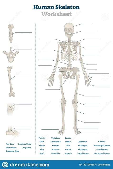 Examples of long bones include the femur, tibia, fibula, metatarsals, and phalanges. Human Skeleton Worksheet Vector Illustration Blank ...