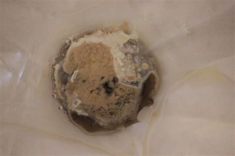 Background in this experiment, the decomposition speed of a banana peel in microgravity versus the decomposition speed of a banana peel on earth will be determined. Horsing Around At Home: Decomposition experiment.