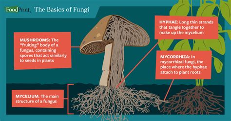 Fungi Examples List