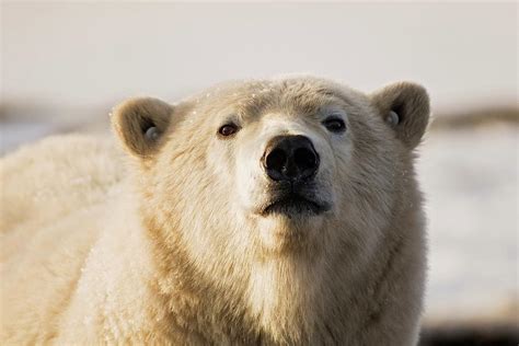 The Face Of A Tagged Adult Polar Bear Photograph By Steven Kazlowski