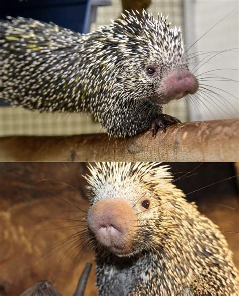 Prehensile Tailed Porcupines Live In The South American Forests Of
