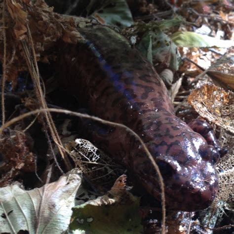 California Giant Salamander Project Noah