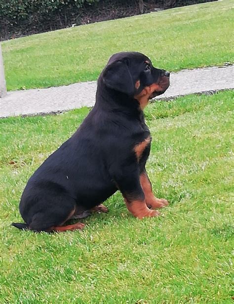 We did not find results for: Rottweiler Puppies For Sale | Pondfield Road, Eastchester ...